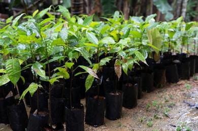 Hybrid-Hand Pollinated Cocoa Seedlings